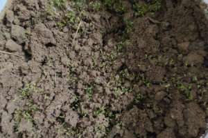 太阳花怎么种植方法，种植季节【库百科农业网】