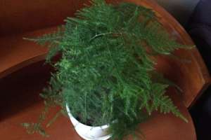 文竹是什么植物， 养在家里好吗【库百科农业网】