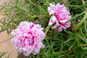 怎么让太阳花多开花，花朵小怎么回事【库百科农业网】