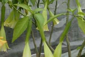 曼陀罗和牵牛花区别【库百科农业网】