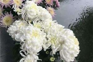 新买的菊花怎么养【库百科农业网】