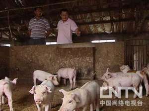[生财有道]王世武养猪成“溜达猪王”【库百科农业网】