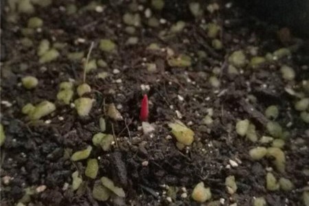 蛇皮果种子盆栽怎么种，需要几年挂果【库百科农业网】