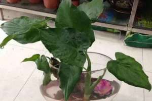滴水观音砍头教程【库百科农业网】