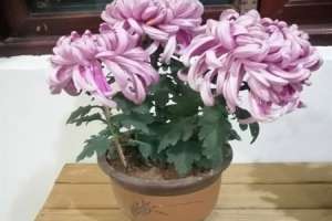 菊花喜水吗，平时怎么浇水【库百科农业网】