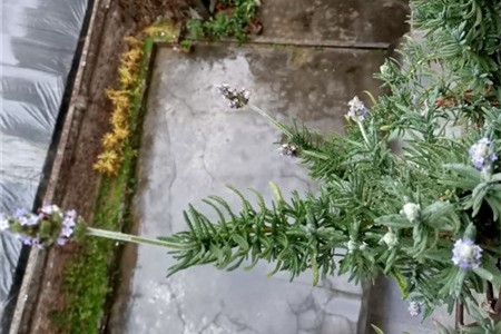 新买的薰衣草怎么养【库百科农业网】