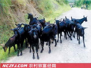 重庆大足黑山羊价格高，养殖前景好【库百科农业网】