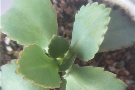 新买的落地生根怎么养【库百科农业网】