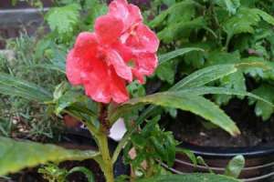 凤仙花怎么繁殖后代，种子怎么处理【库百科农业网】