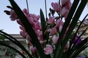 大花蕙兰怎么催花芽，花芽生长速度【库百科农业网】