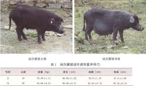 迪庆藏猪【库百科农业网】