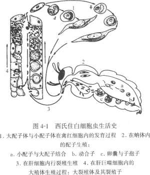 住白细胞虫病的症状、诊断和防冶方法【库百科农业网】