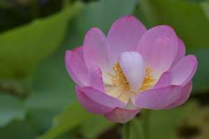 新鲜莲花怎么吃，孕妇能吃吗【库百科农业网】