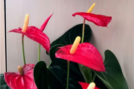 新买的花烛怎么养【库百科农业网】