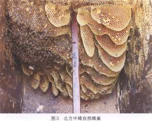 北方中蜂【库百科农业网】