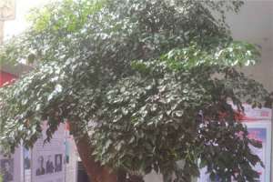 大型幸福树什么时候适合换盆，适合放在室外吗【库百科农业网】