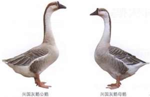 兴国灰鹅（棉花鹅）【库百科农业网】