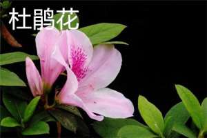 杜鹃花和三角梅的区别【库百科农业网】