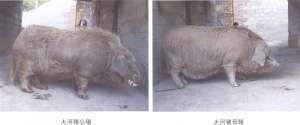 大河猪【库百科农业网】