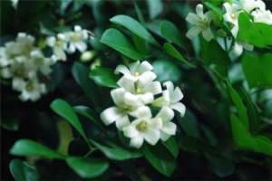如何让非洲茉莉开花【库百科农业网】
