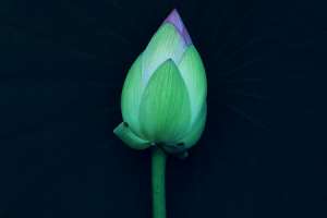 莲花的施肥方法，莲花不施肥行吗【库百科农业网】