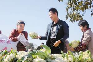 90后做起“农业经纪人” 每年帮菜农销售蔬菜300万斤【库百科农业网】