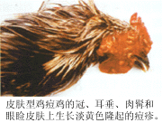 鸡痘的症状和冶疗方法【库百科农业网】