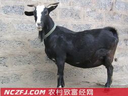 美姑山羊养殖技术 [农广天地养羊]【库百科农业网】