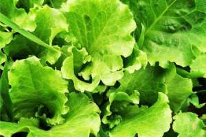 盆栽生菜怎么养，生菜浇水讲究【库百科农业网】