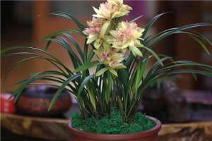 兰花怎么栽种（种植方法介绍）【库百科农业网】