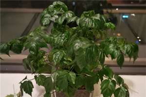 幸福树的花是什么样的，怎样让幸福树开花【库百科农业网】
