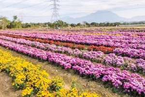 种植菊花株行距是多少【库百科农业网】