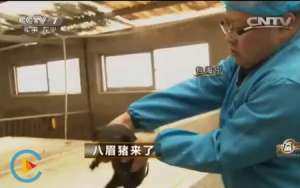 [致富经]包海宁：保安队长辞职养八眉猪好赚钱【库百科农业网】