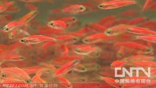 [致富经]梁政远：养鱼年年都赚钱的秘密【库百科农业网】