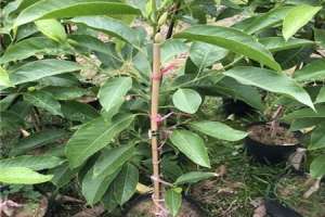白玉兰的种植方法【库百科农业网】