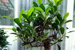 小叶榕和虎皮榕的区别，是同一种植物吗【库百科农业网】