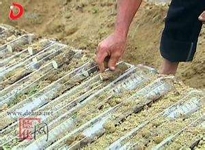 山药u型槽种植【库百科农业网】