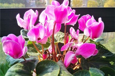 新买的仙客来怎么养【库百科农业网】