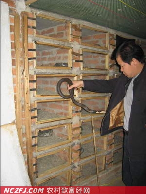 [生财有道养蛇]广西养蛇场黄光珍养毒蛇成就致富梦【库百科农业网】