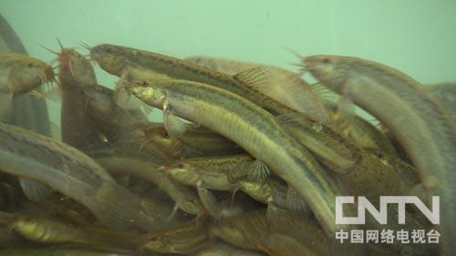 [致富经]胡文峰泥鳅养殖：和妻子约定之后的财富转机【库百科农业网】