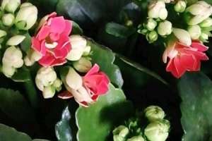 长寿花什么时候开花，长寿花图片【库百科农业网】