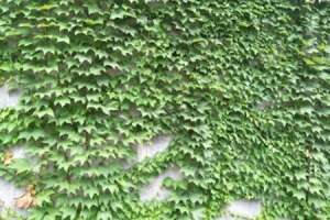 种植爬山虎多大的盆，刚种的爬山虎怎么施肥【库百科农业网】