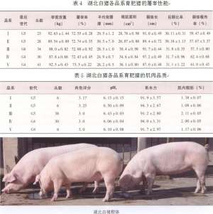 湖北白猪【库百科农业网】