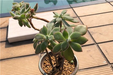 新买的锦晃星怎么养【库百科农业网】