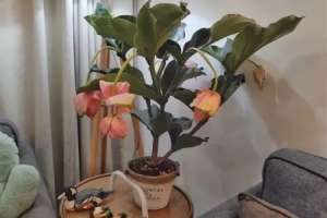 宝莲花的花语和寓意，送人有什么禁忌【库百科农业网】