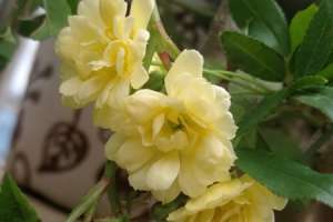 木香花几月扦插【库