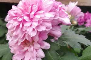 怎么养好菊花，应该注意什么【库百科农业网】