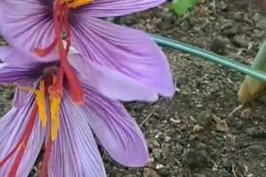 藏红花种植方法，室内可以种植吗【库百科农业网】