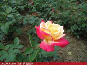 秋季月季的养殖方法【库百科农业网】