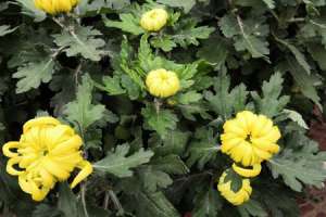 菊花的特点是什么，菊花的形状【库百科农业网】
